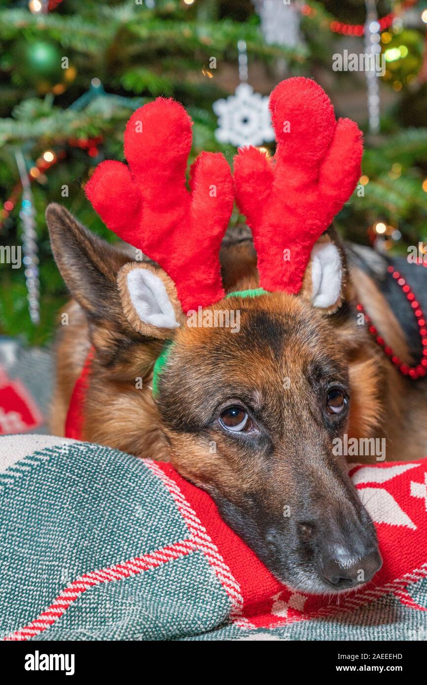 Christmas party yeovil ideas in 2021