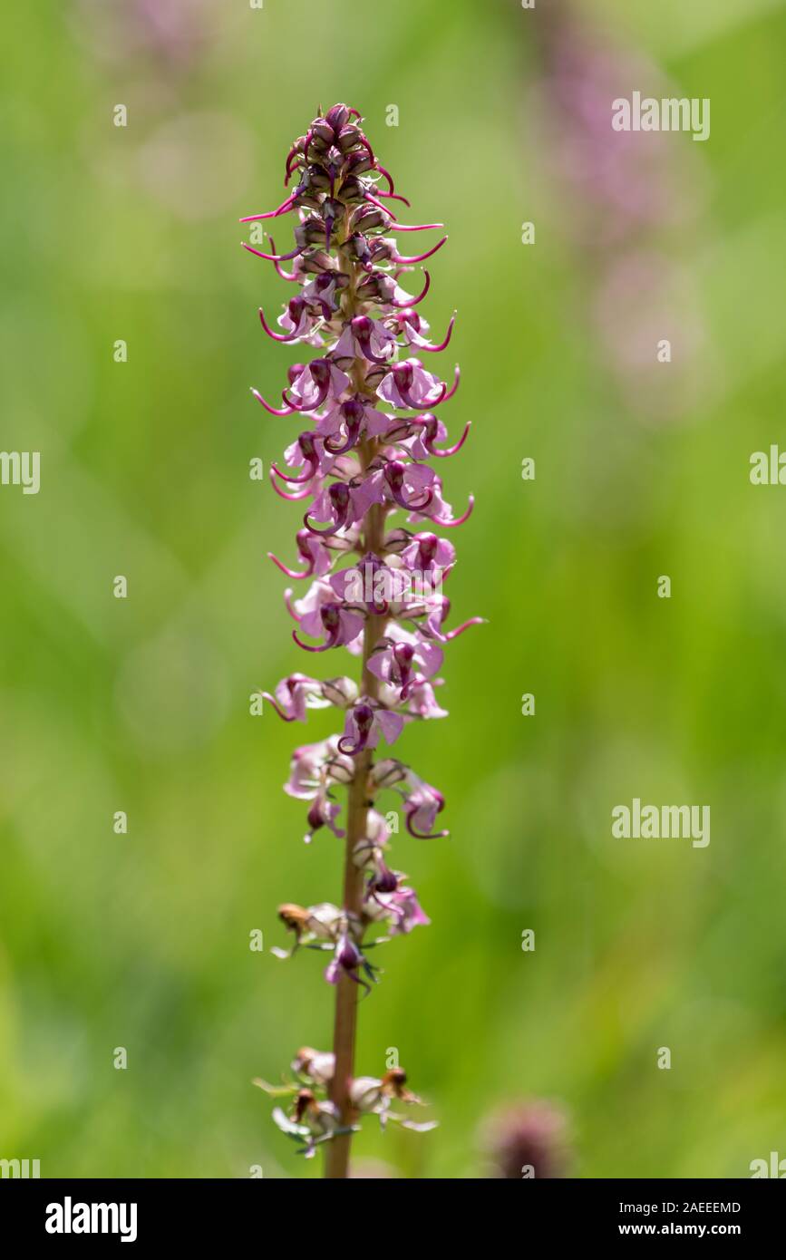 Elephant's head, Pedicularis groenlandica, in bloom in the Sawtooth Mountains, Idaho. Stock Photo
