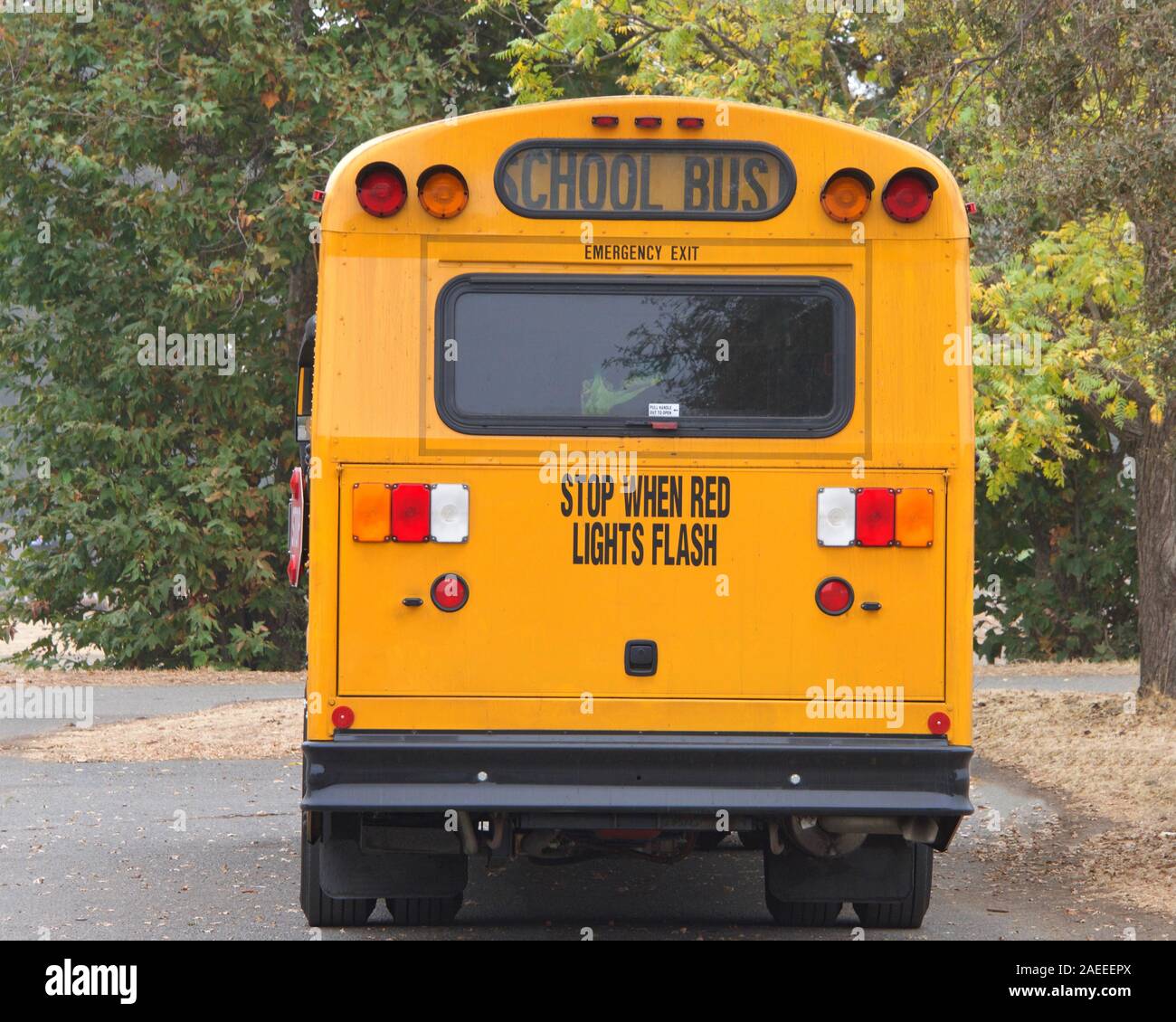 Rear of a traditional yellow school bus with trees all around. School