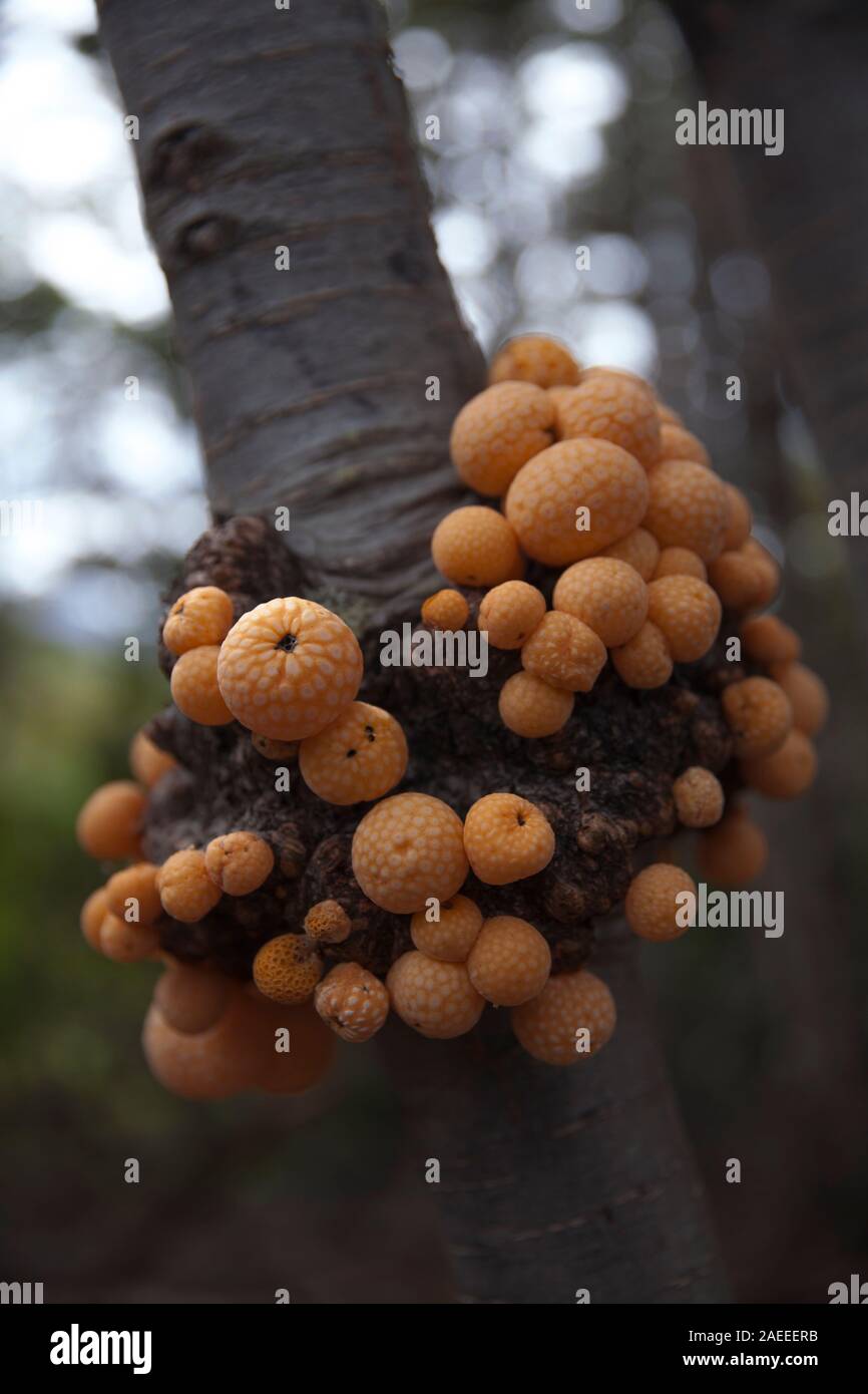 cyttaria darwinii fungi on a tree in south america detail close up. Stock Photo