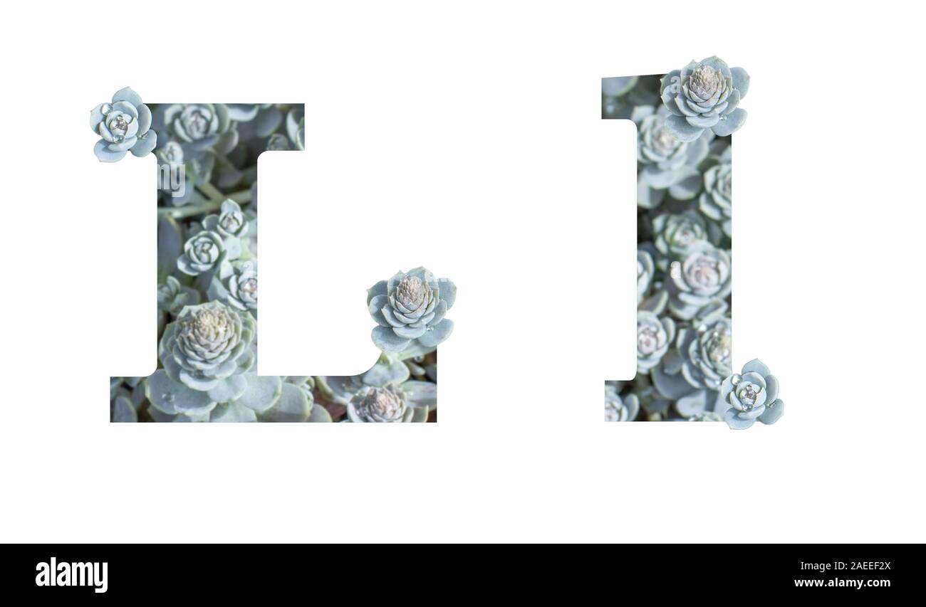 Letter L latin alphabet uppercase and lowercase isolated on white. Letter gray silver patterned plant succulent isolate Stock Photo