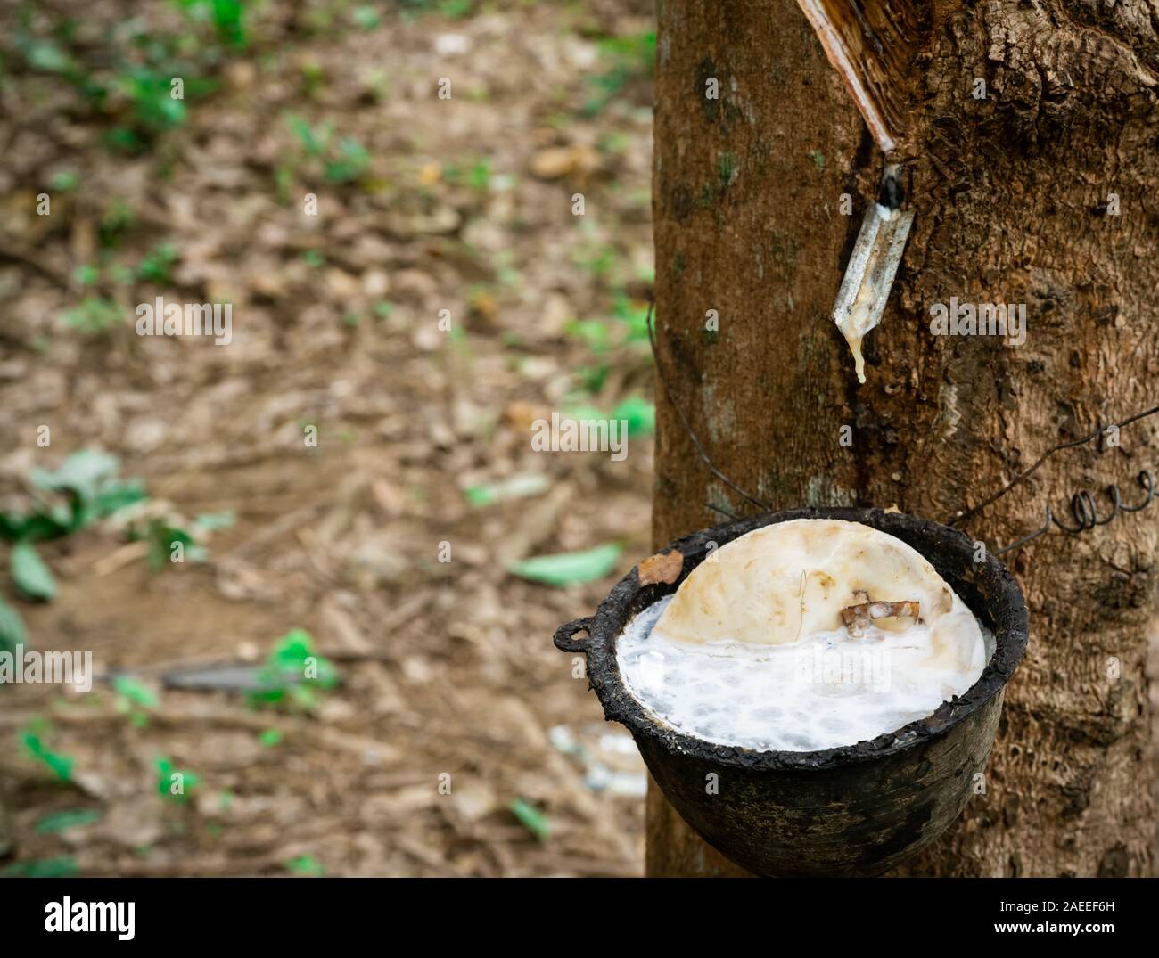 Rubber tree plantation. Rubber tapping in rubber tree garden in
