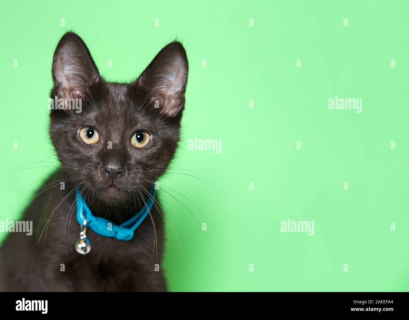 black cat collar with bell