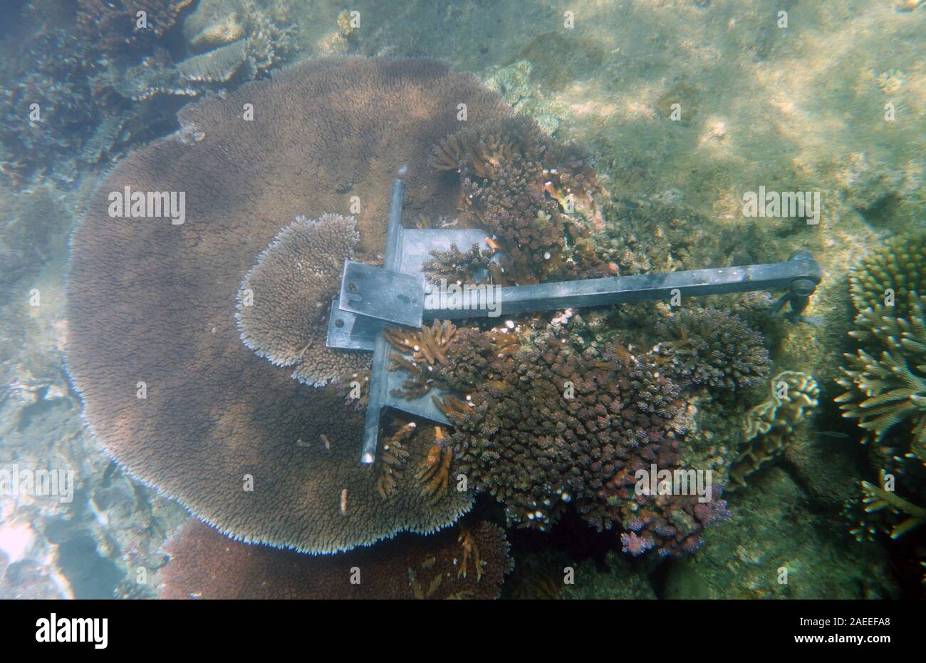 Anchor jammed in reef causing significant coral damage, Russell Island, Frankland Islands National Park, Great Barrier Reef, Queensland, Australia Stock Photo