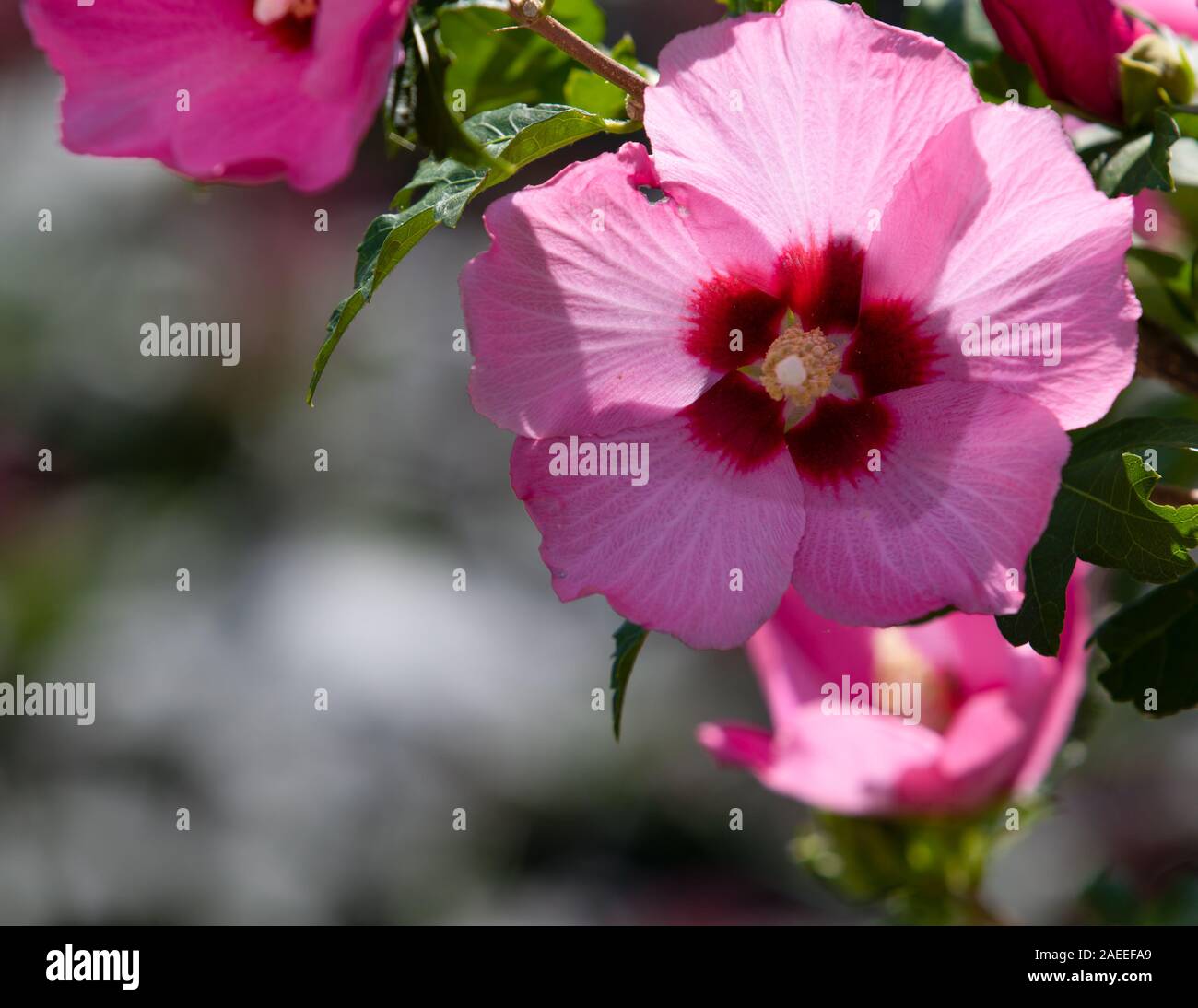 Rose Of Sharon Hibiscus Syriacus Pink Flower Pretty Stock Photo - Alamy