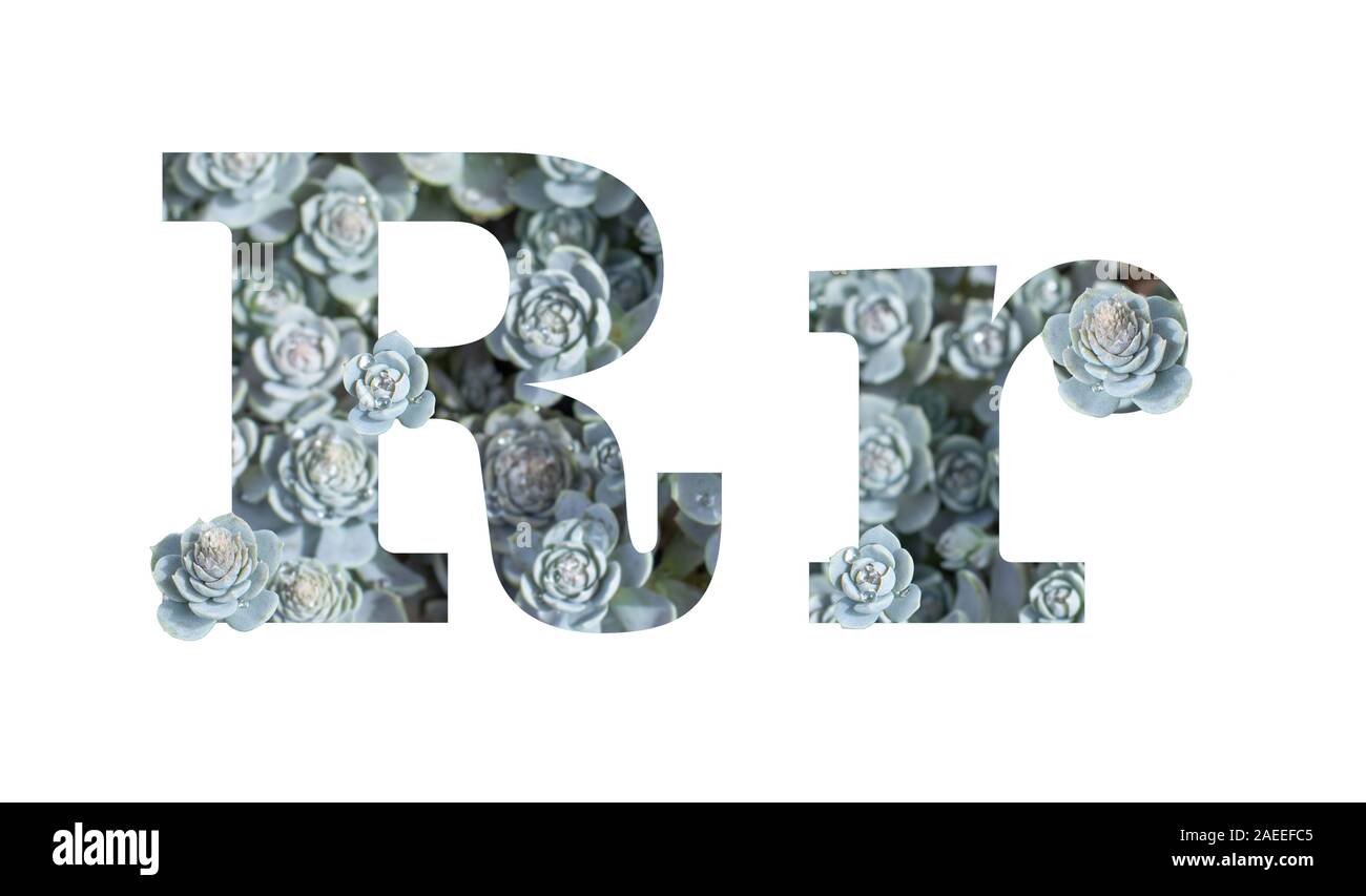 Letter R latin alphabet uppercase and lowercase isolated on white. Letter gray silver patterned plant succulent isolate Stock Photo