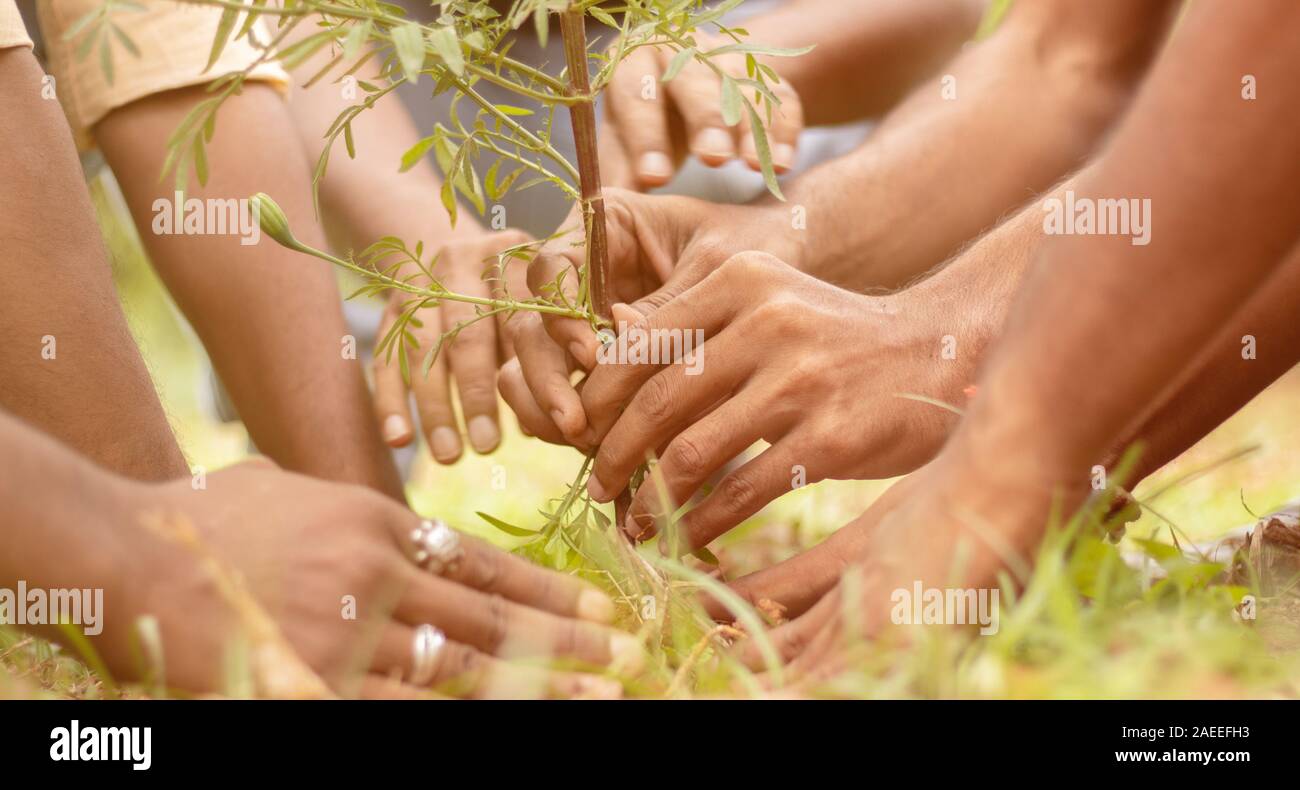 Close up of people hands planting tree seedling in park - volunteering, charity, people and ecology concept to save trees and environmental Stock Photo