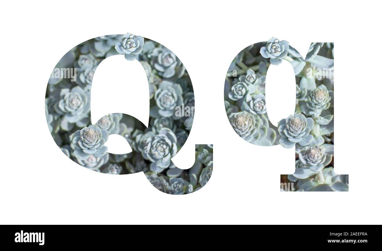Letter Q latin alphabet lowercase and uppercase isolated on white. Letter gray silver patterned plant succulent isolate Stock Photo
