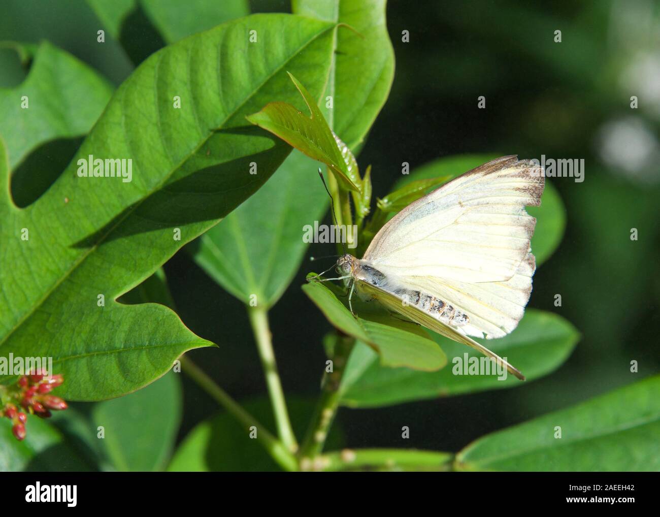 white butterfly with black wing tips, Ascia monuste, the great southern