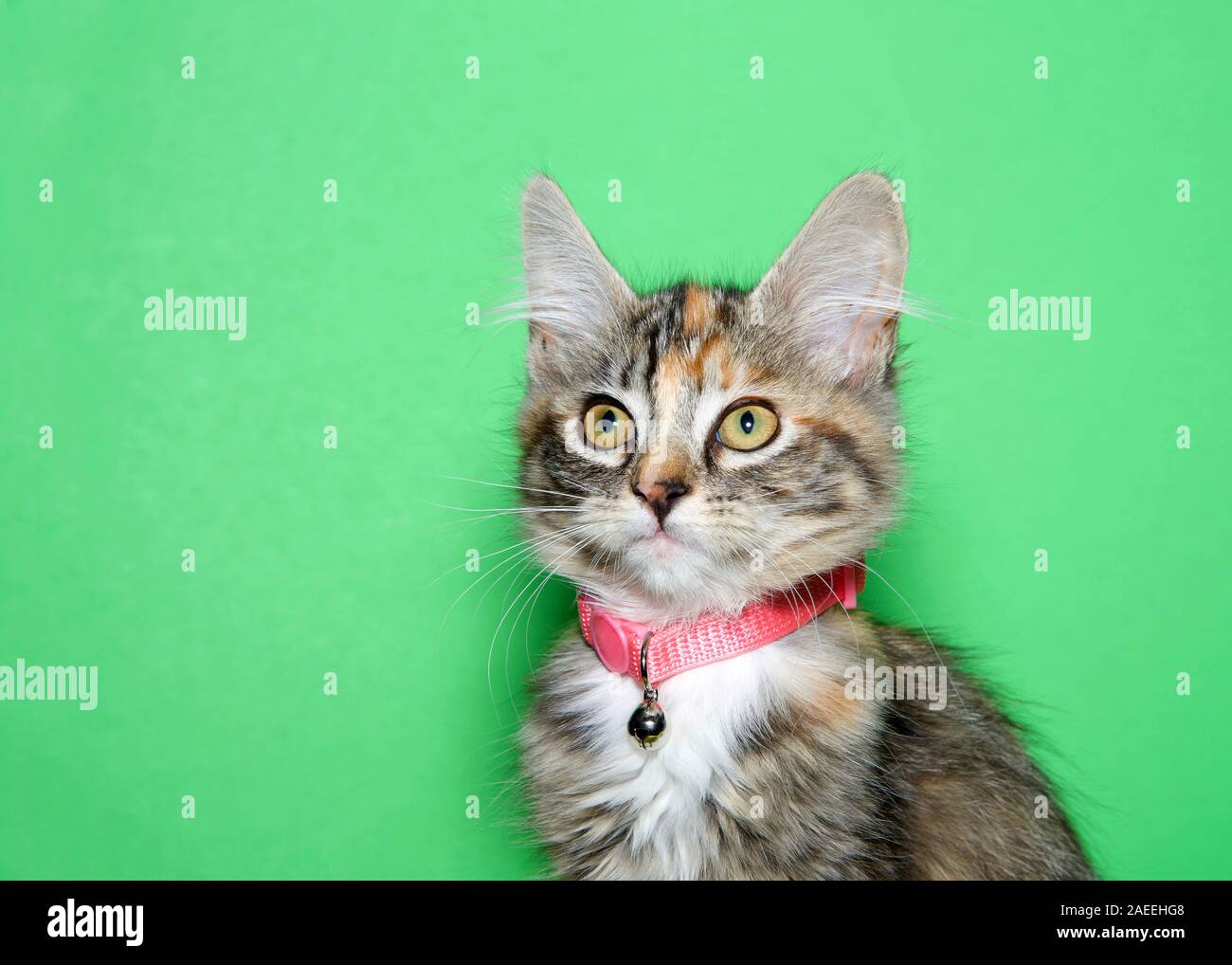 Calico cat collar Clearance