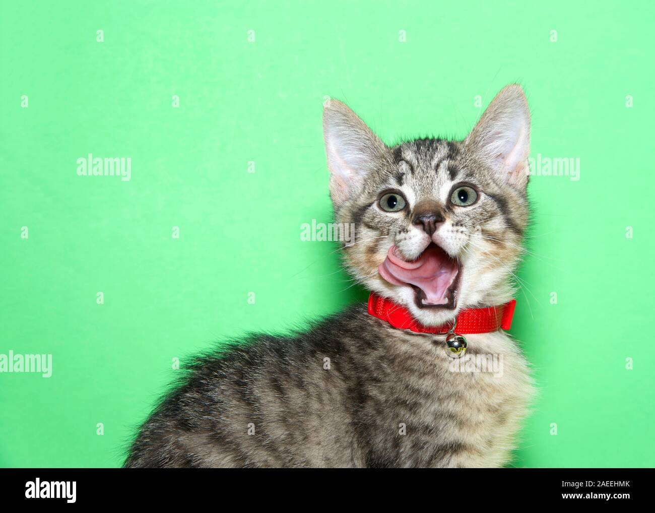 Black cat red collar hires stock photography and images Alamy