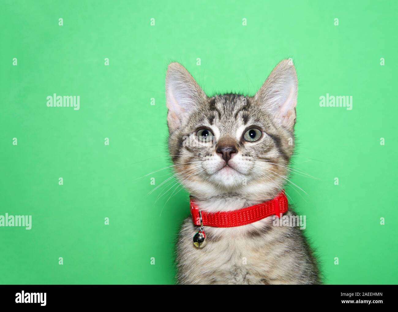 Black cat red collar hires stock photography and images Alamy