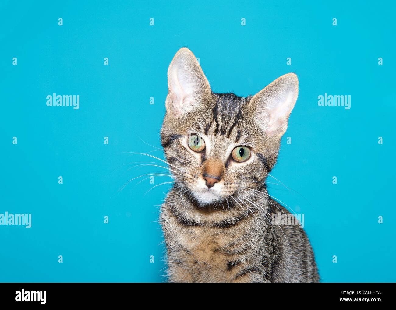 Close up portrait of an adorable black and gray tabby kitten looking directly at viewer, head tilted with curious expression. Adorable. Turquoise teal Stock Photo