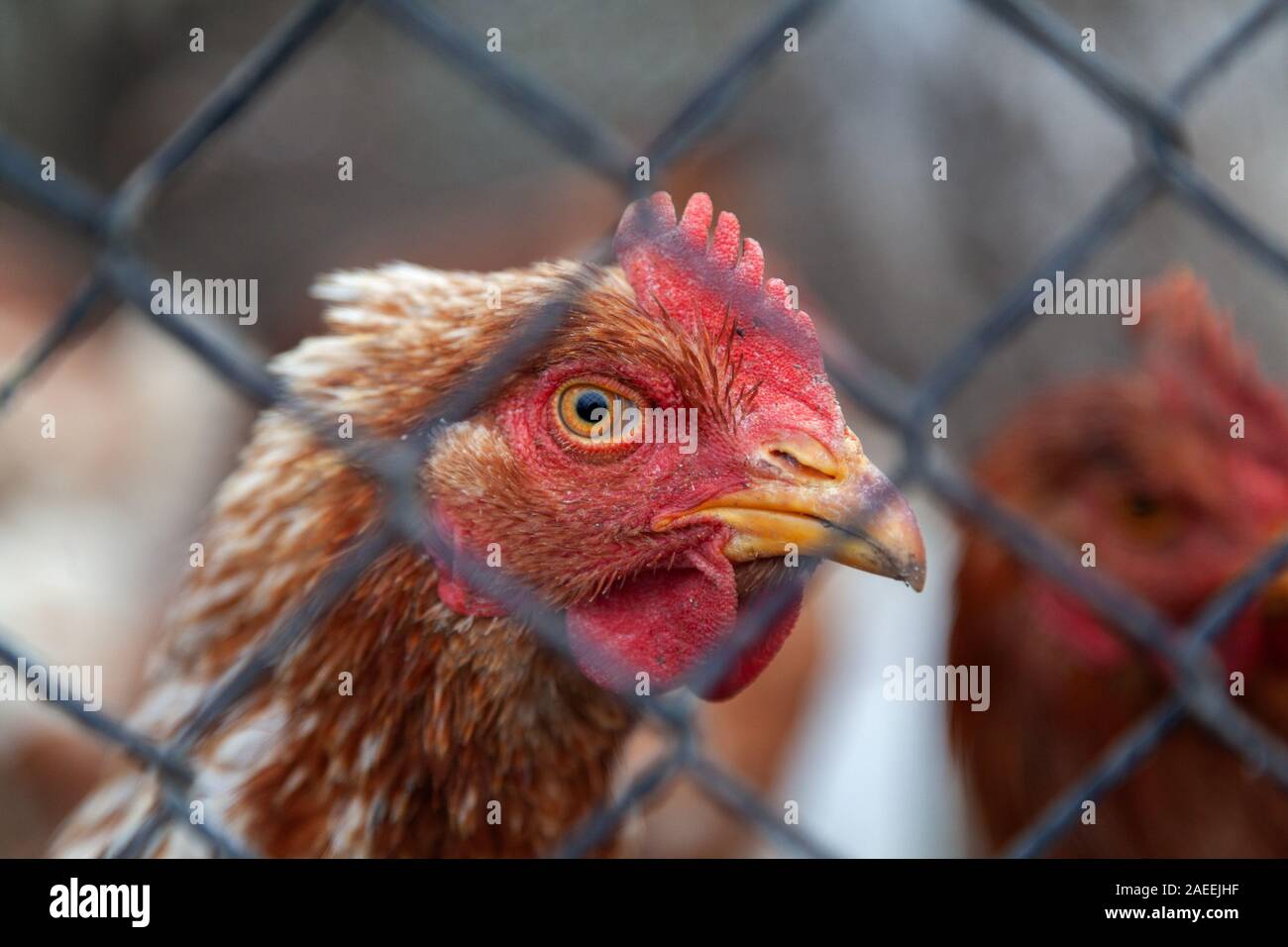 Red rooster head photo Stock Photo Alamy