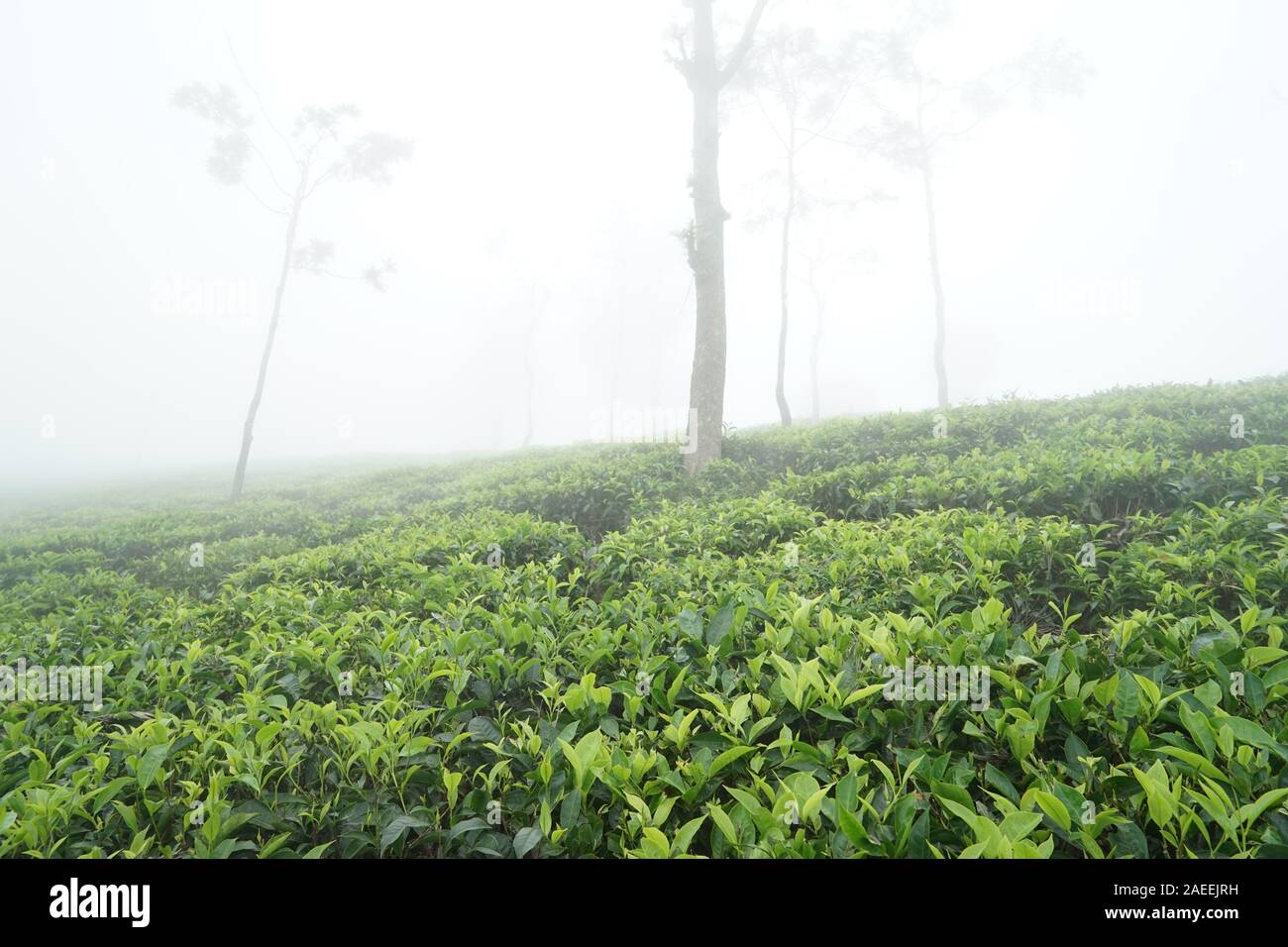 Tea plantation, Tea Nest resort, Singara Estate, Coonoor, Nilgiris