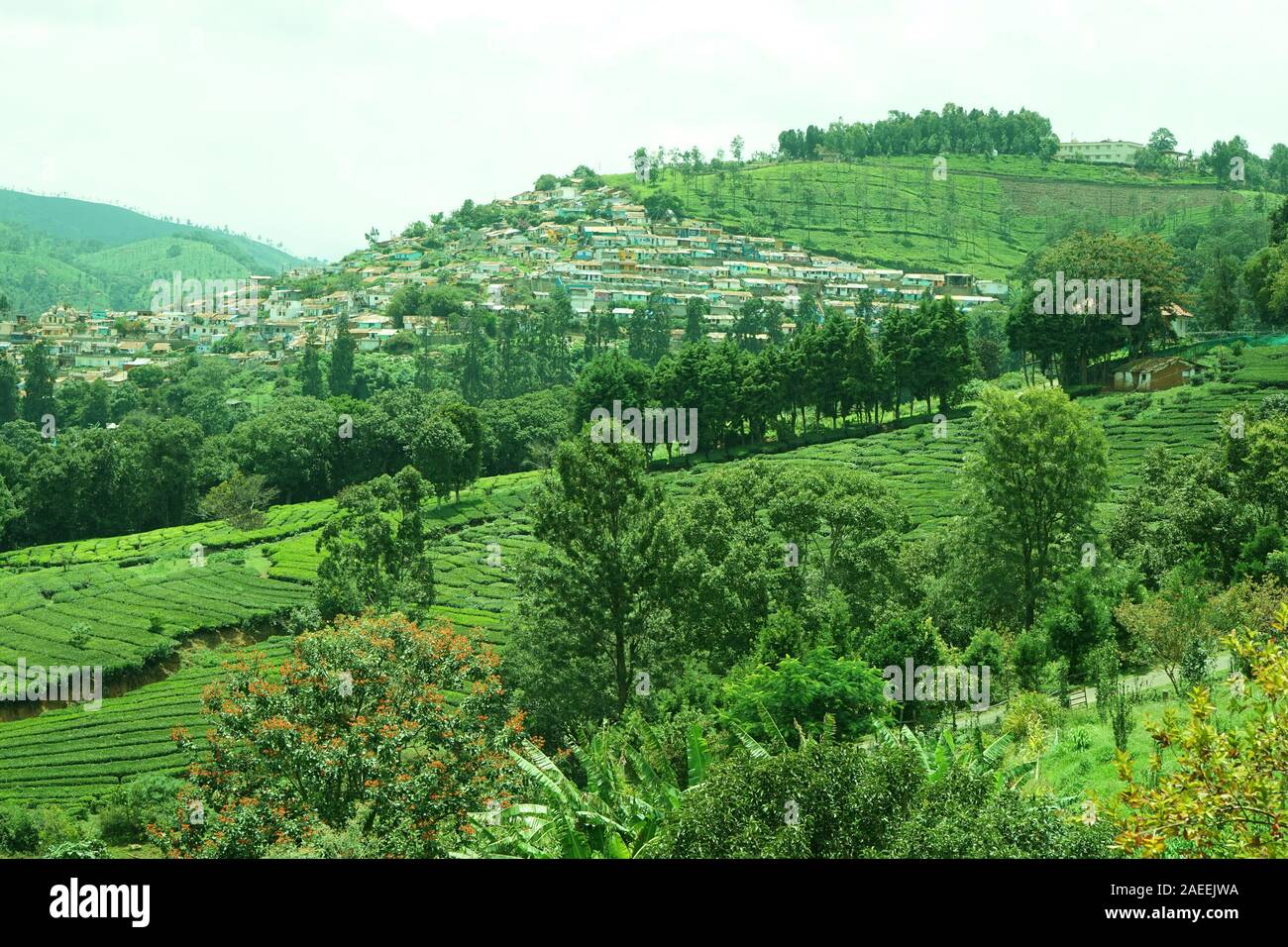 Tea plantation, Coonoor, Nilgiris, Tamil Nadu, India Stock Photo Alamy
