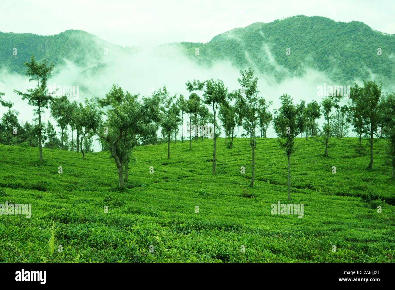 Tea plantation, Tea Nest resort, Singara Estate, Coonoor, Nilgiris