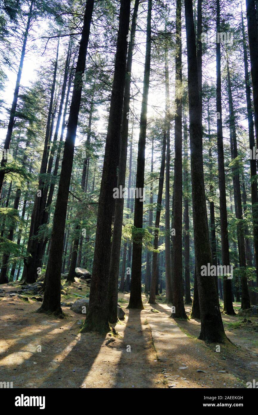 Deodar trees forest, Wildlife Sanctuary, Manali, Himachal Pradesh, India, Asia Stock Photo Alamy