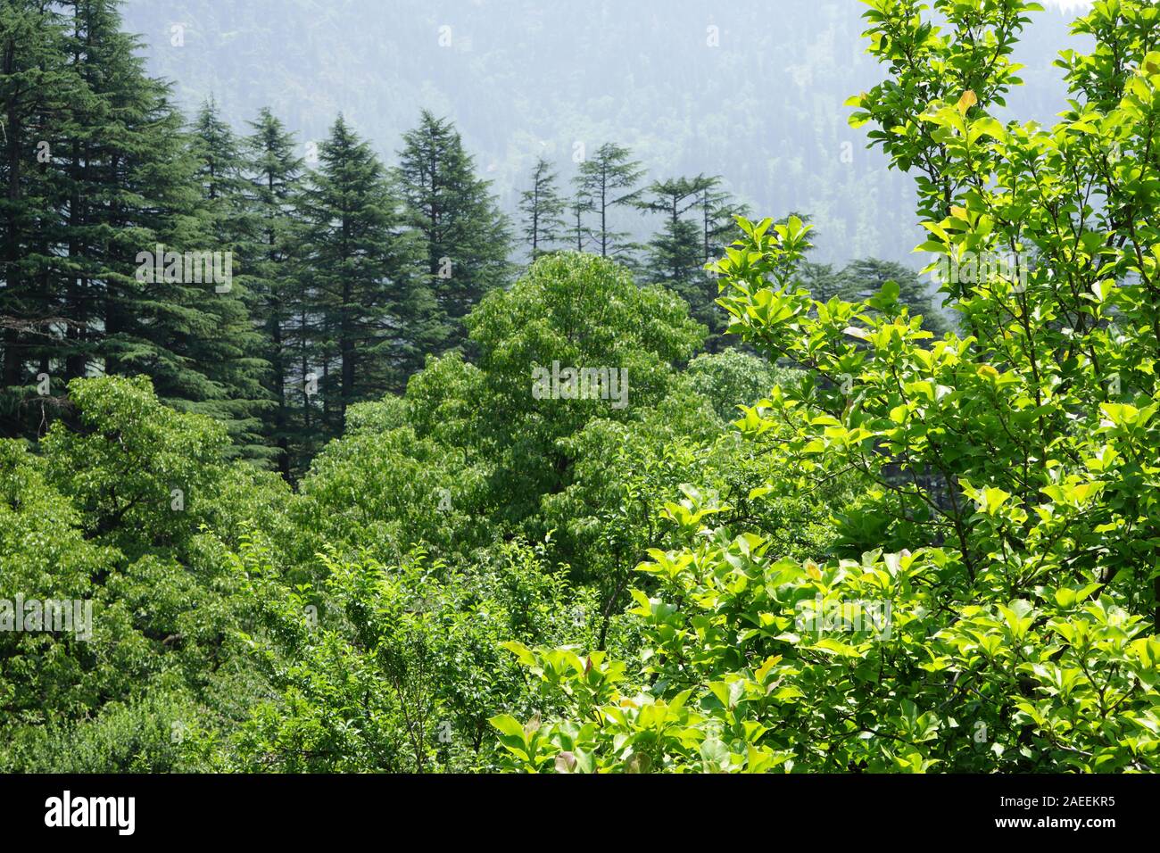 Trees forest, Wildlife Sanctuary, Manali, Himachal Pradesh, India, Asia Stock Photo