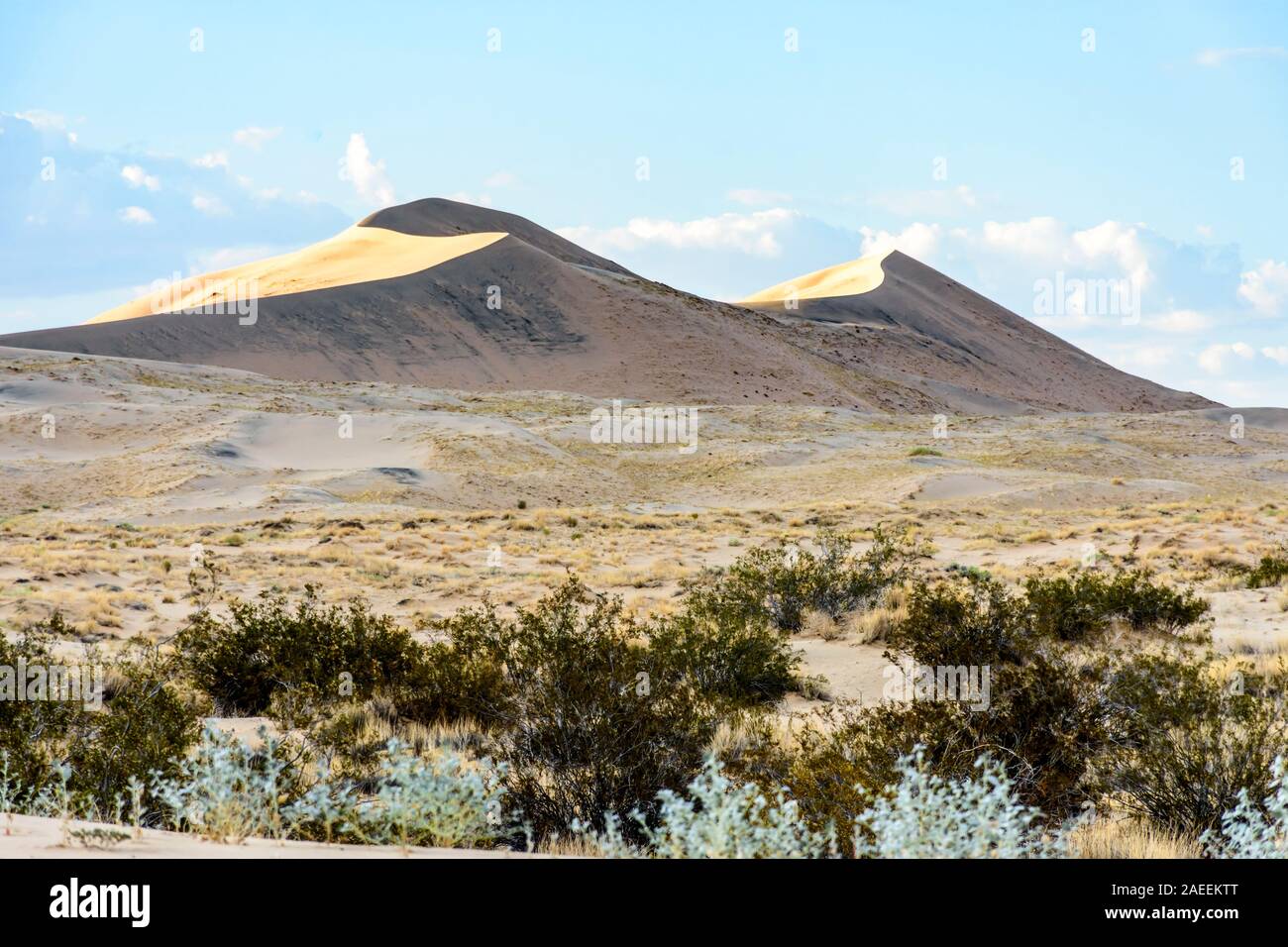 Golden light on Kelso Sand Dunes at sunset in the Mojave Desert, Mojave National Preserve, California, USA Stock Photo