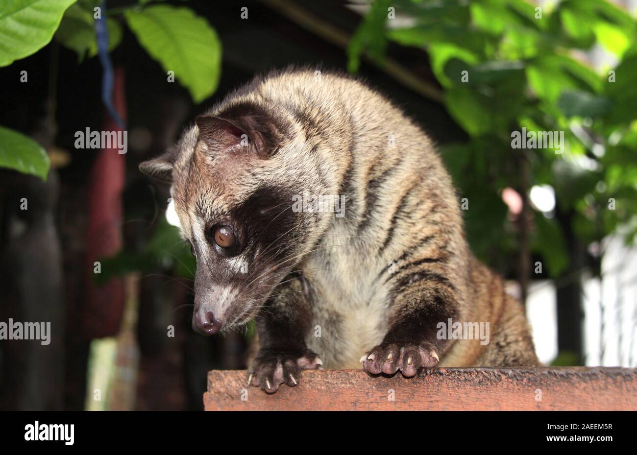 Asian Palm Civet (Civet cat). Produces Kopi luwak. Luwak Coffee is world most expensive coffee Stock Photo