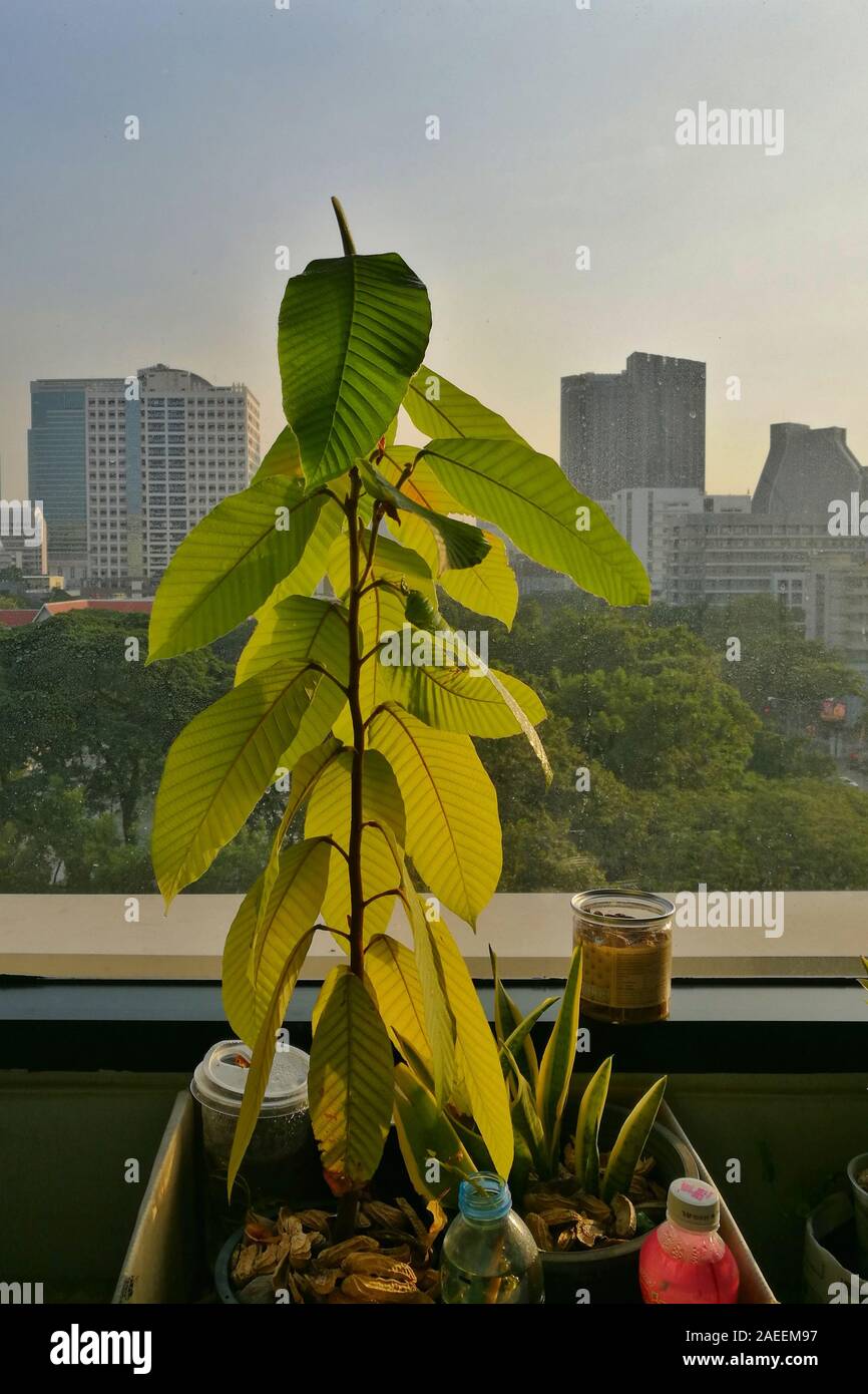 office tree. dipterocarpus tree planted in a planter box on a window terrace of an office building in city center. Stock Photo