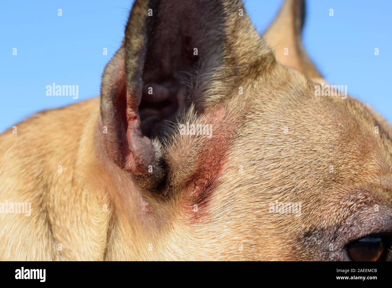 Bloody Wound Caused By Scratching On Animal Skin Of Short Haired