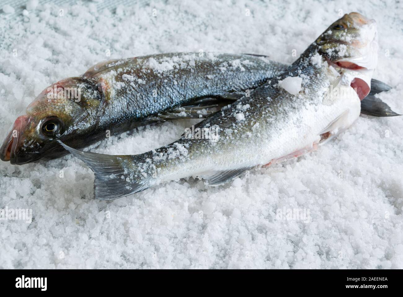 Raw sea bass on salty background. Healthy eating ingredient Stock Photo