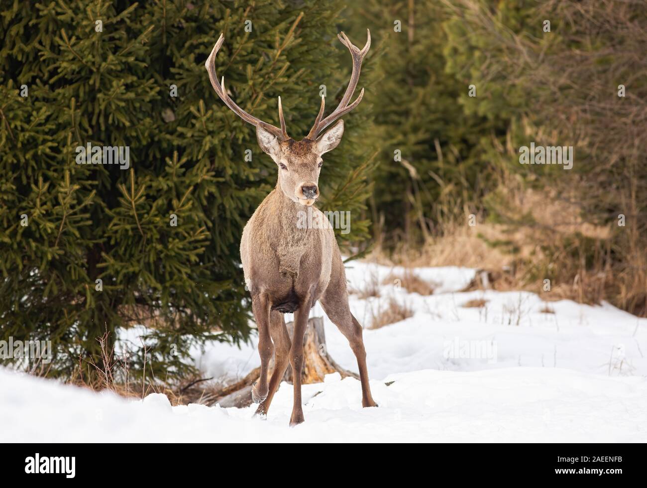 Red deer stag standing on snow with trees behind it Stock Photo