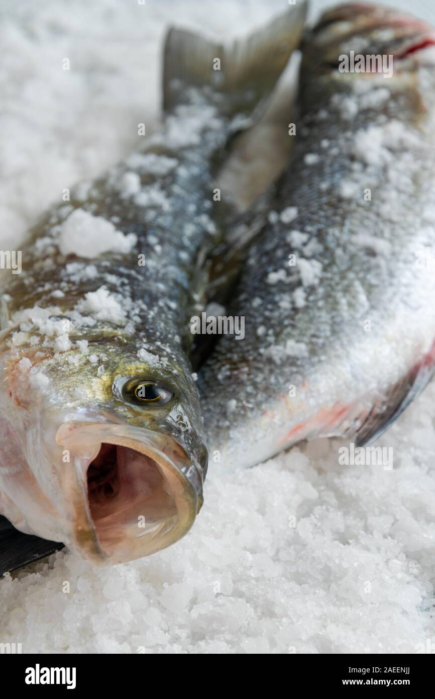 Raw sea bass on salty background. Healthy eating ingredient Stock Photo