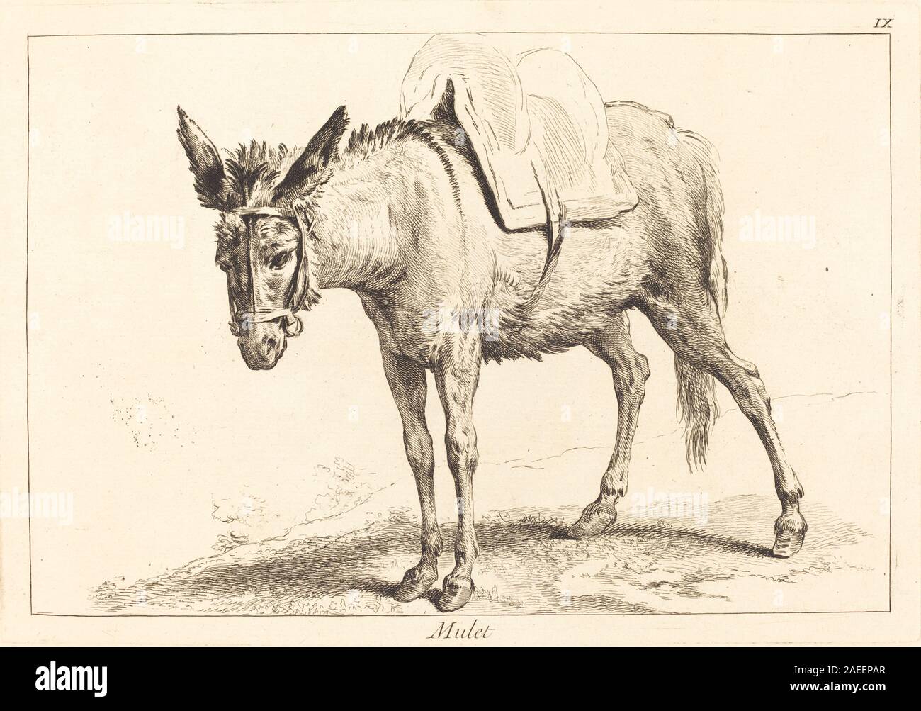 Mule anatomy hi-res stock photography and images - Alamy