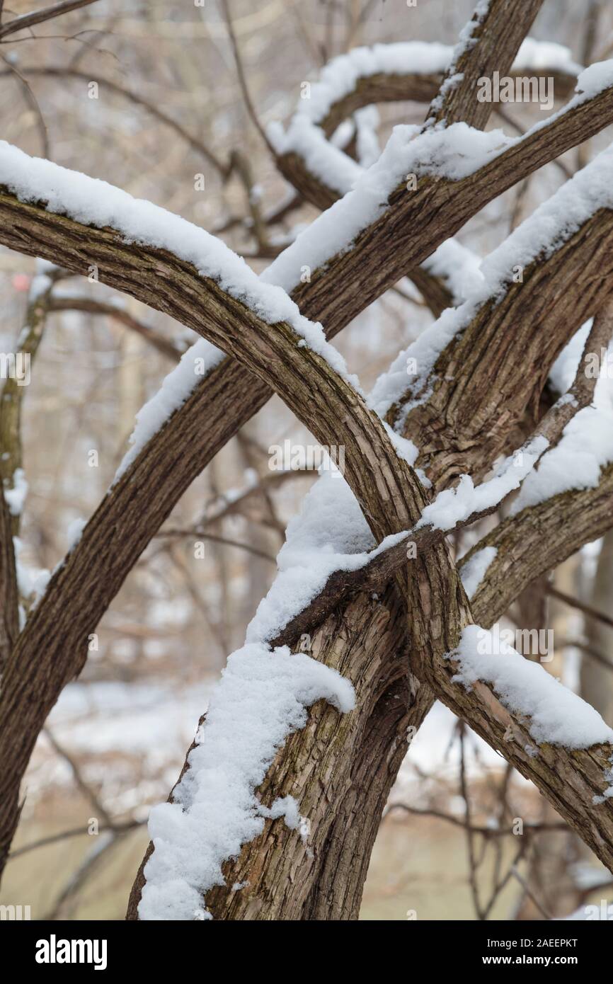 The snow capped eastern cottonwood tree branches(Populus deltoides