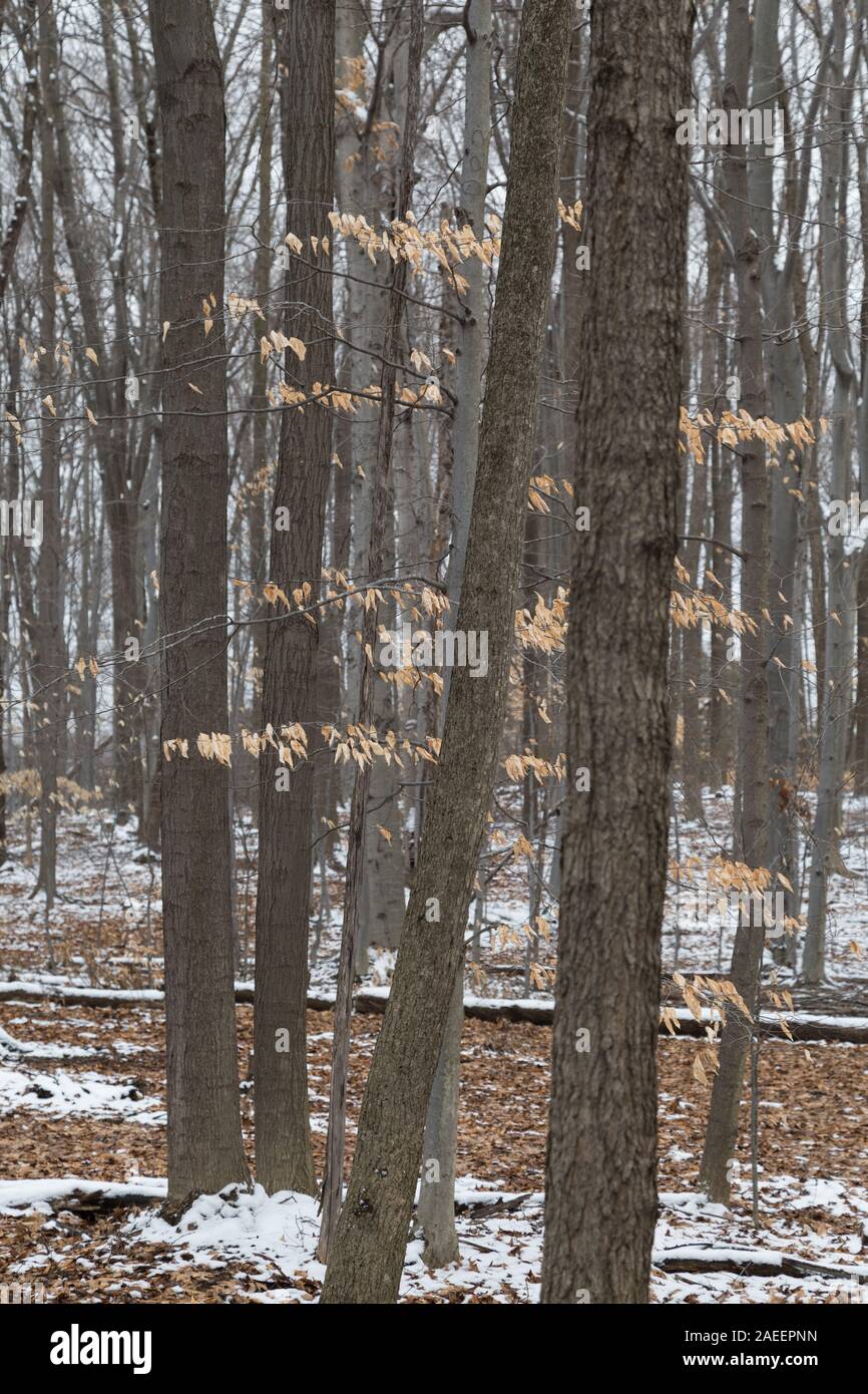 Winter forest landscape of the eastern cottonwood trees (Populus