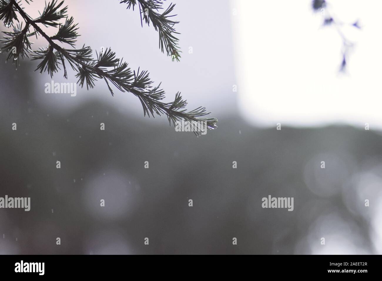 The morning sun shines through the pine trees forest in the thick winter/ Bright light/ Pine branches, closeup Stock Photo