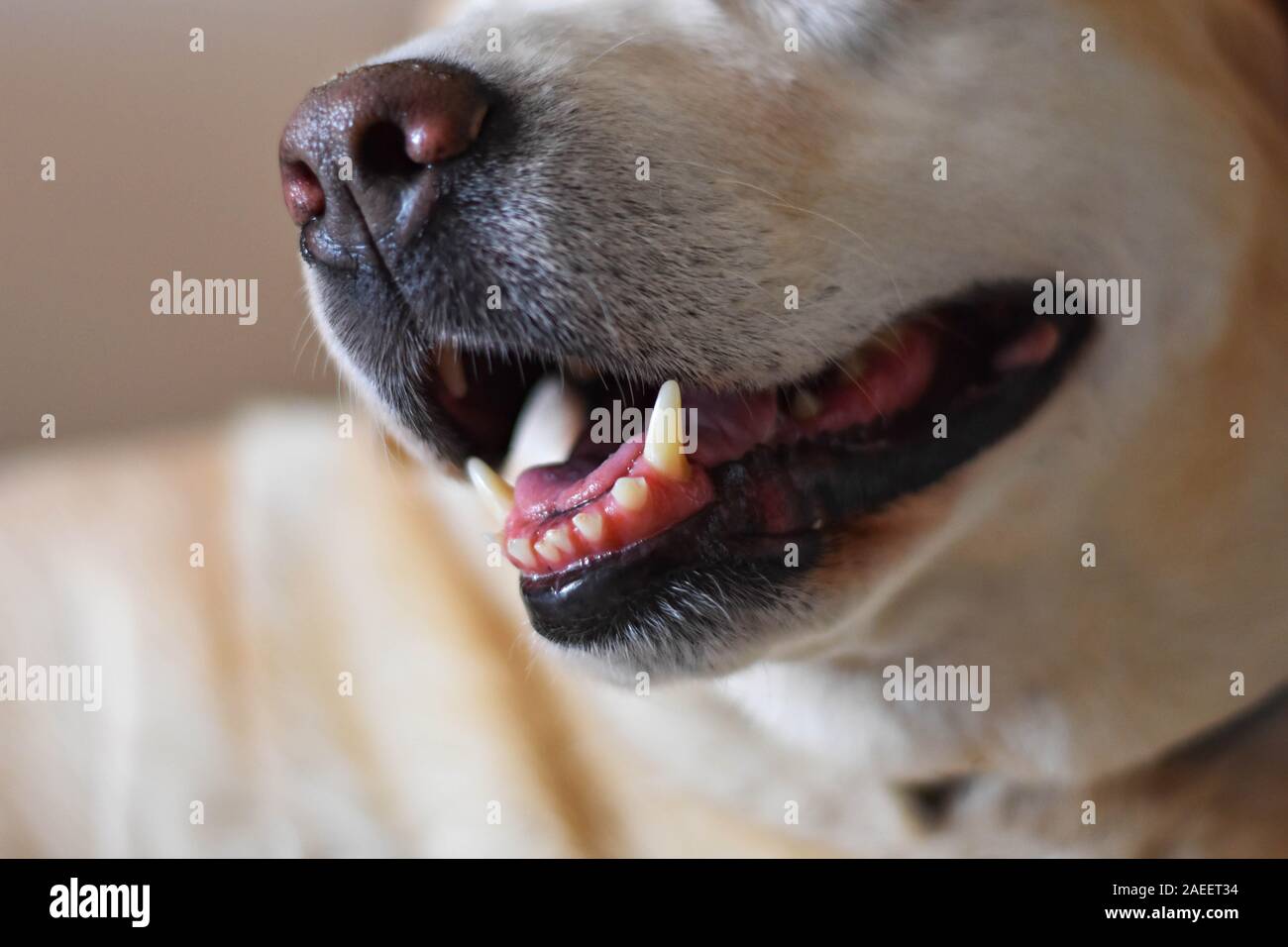 Closeup of Labrador retriever dogmouth open, tongue out with blurred