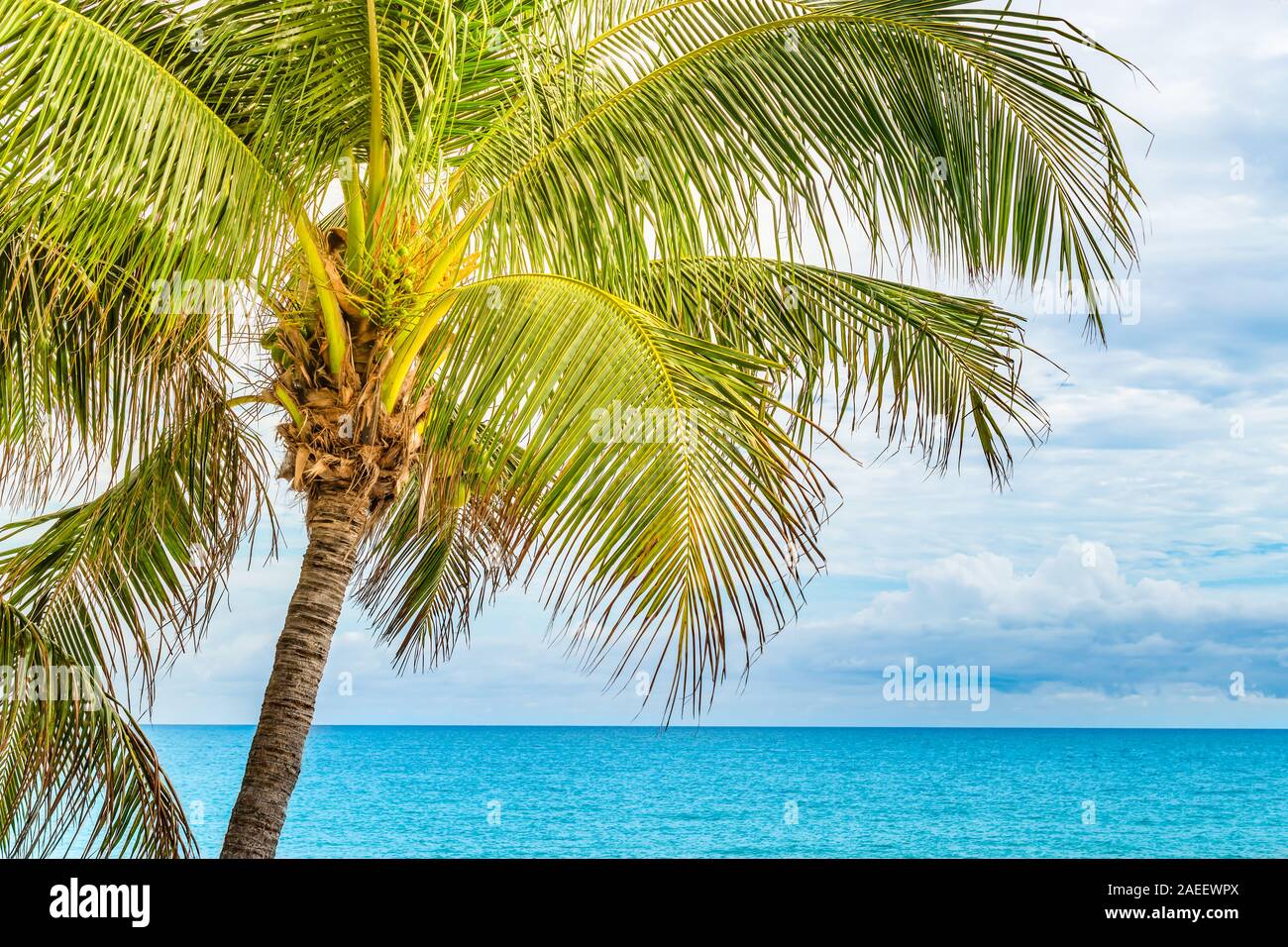 Coconut palm tree, Fort Lauderdale, Florida Stock Photo Alamy