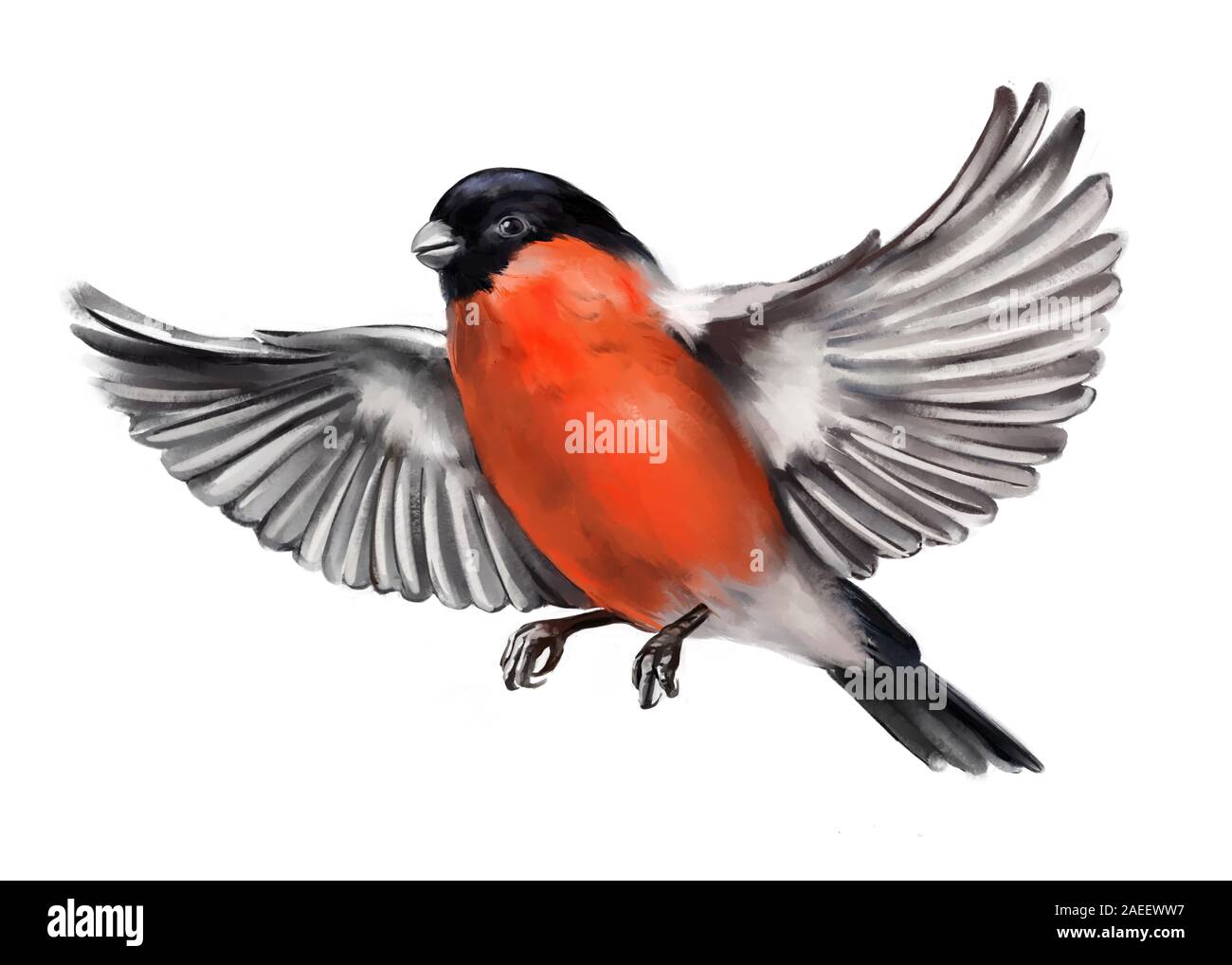 bullfinch bird flies with its wings spread, art illustration painted with watercolors isolated on white background. Stock Photo