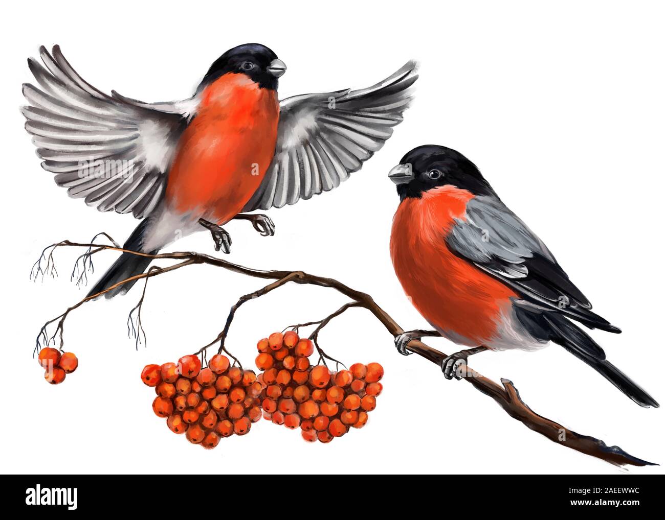 birds bullfinches on a branch of ashberry, art illustration painted with watercolors isolated on white background. Stock Photo