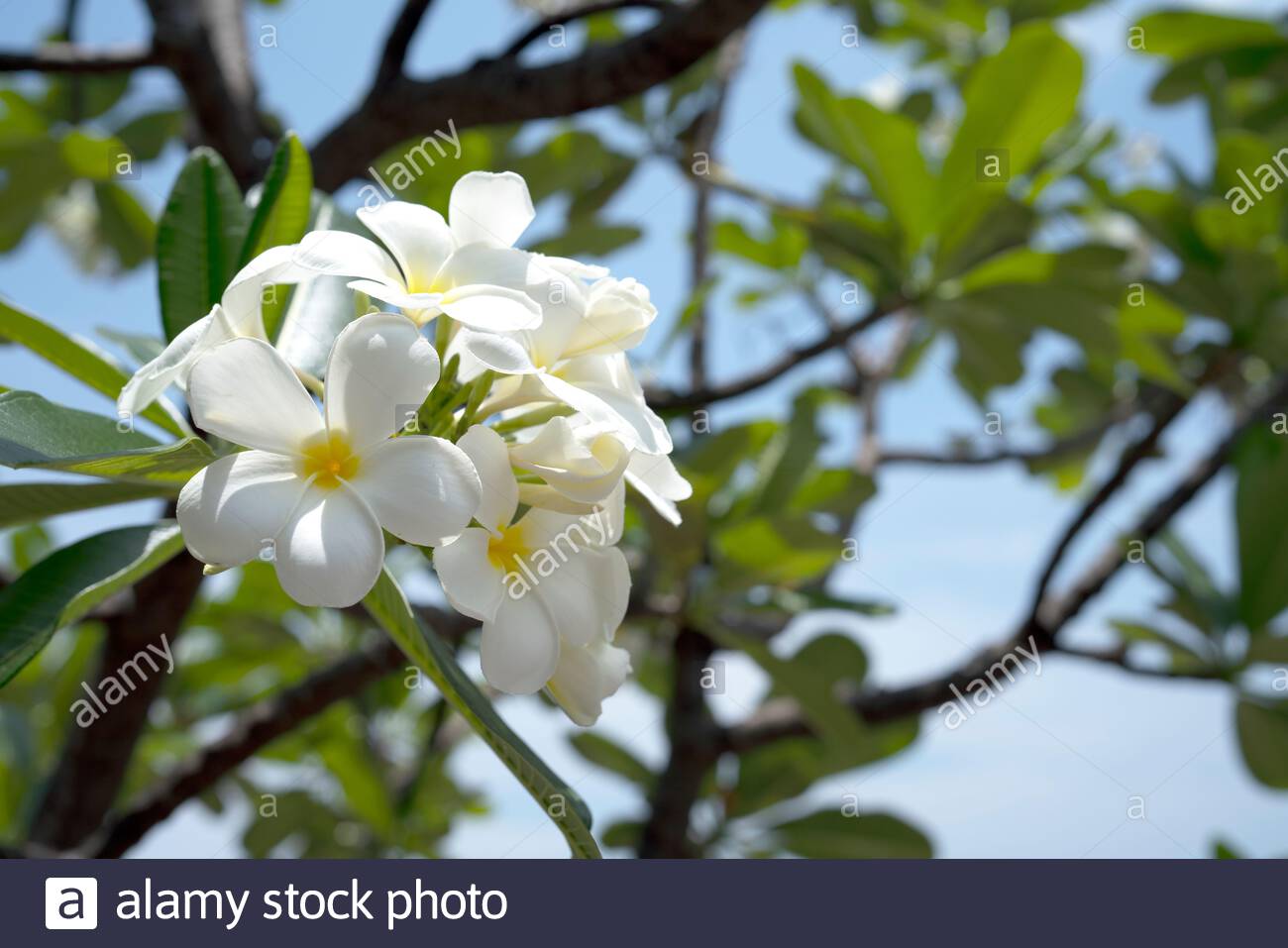 White Flower Name Frangipani Or Plumeria Or Temple Tree Or Graveyard Tree For Background Stock Photo Alamy