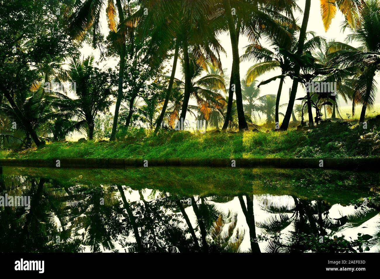 Backwater landscape, paddy fields, palm trees, Kumarakom, Kottayam, Kerala, India, Asia Stock Photo