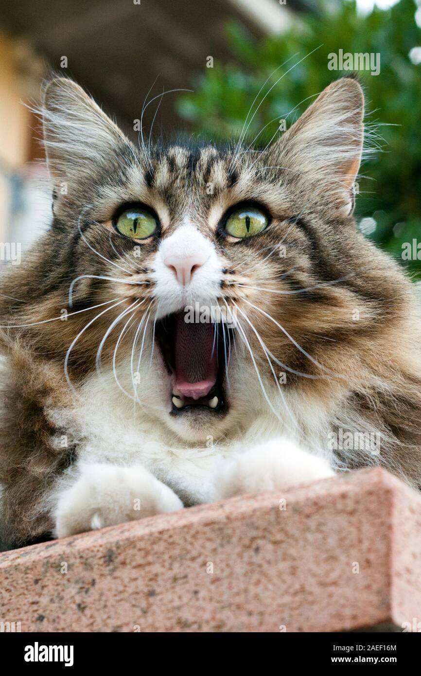 Closeup Surprised norwegian forest cat Cat with opened Mouth. Outdoor shoot Stock Photo