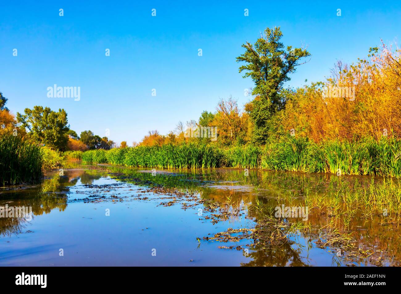 Details of the wetland landscape. Imperial Pond nature reserve. Carska Bara, Vojvodina, Serbia. Image Stock Photo