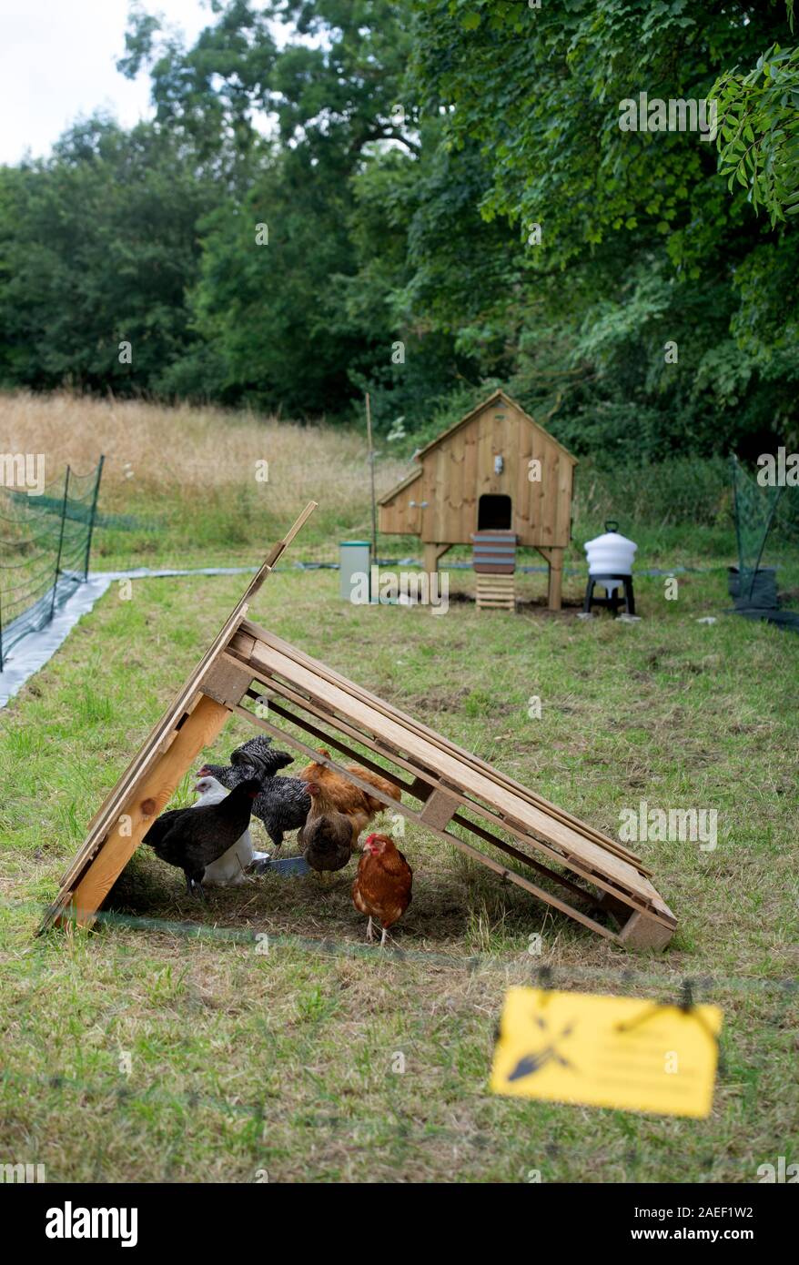 Chickens kept by a hobby hen keeper with a run inluding a hutch, feeder and electric fence, UK Stock Photo