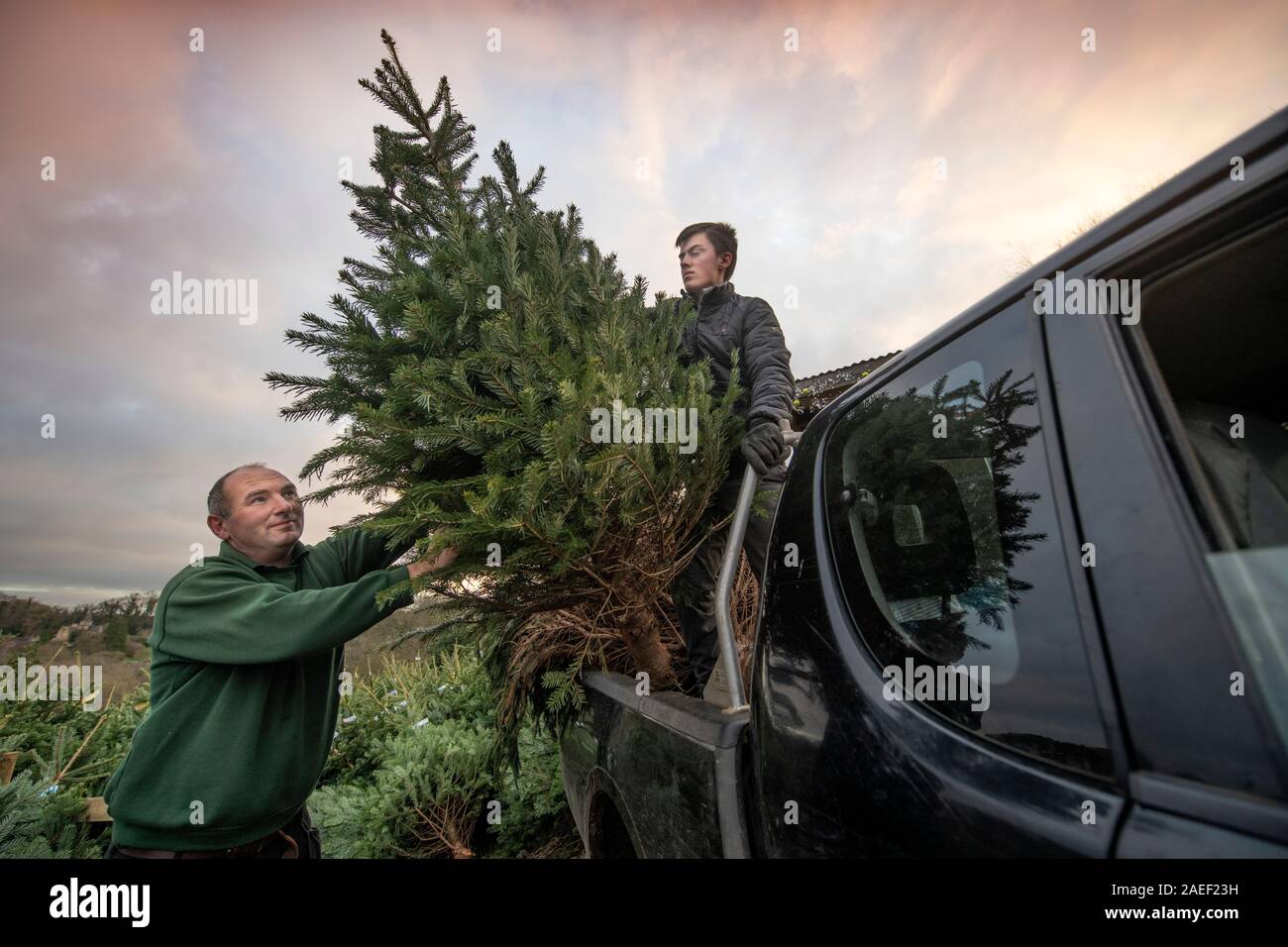 Garden centre tree delivery hires stock photography and images Alamy