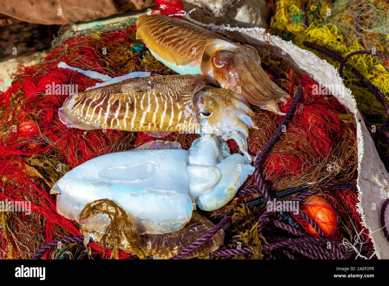 Fresh marine mollusks white and brown colors were caught by fishermen. Cuttlefishes are lying on a pile of red fishing nets. Stock Photo