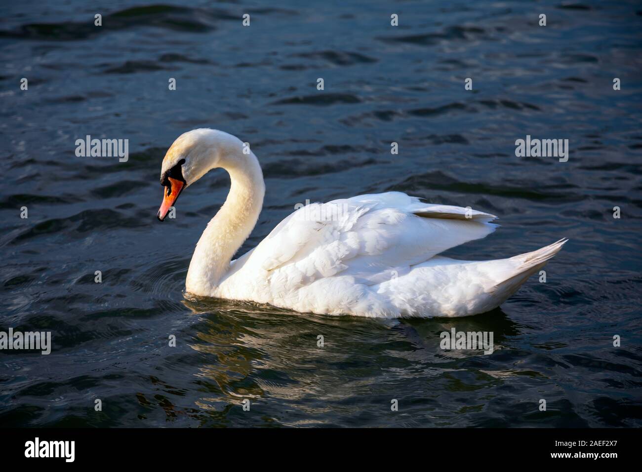 Close-up view of a lone white swan swimming in the Danube river. Image Stock Photo