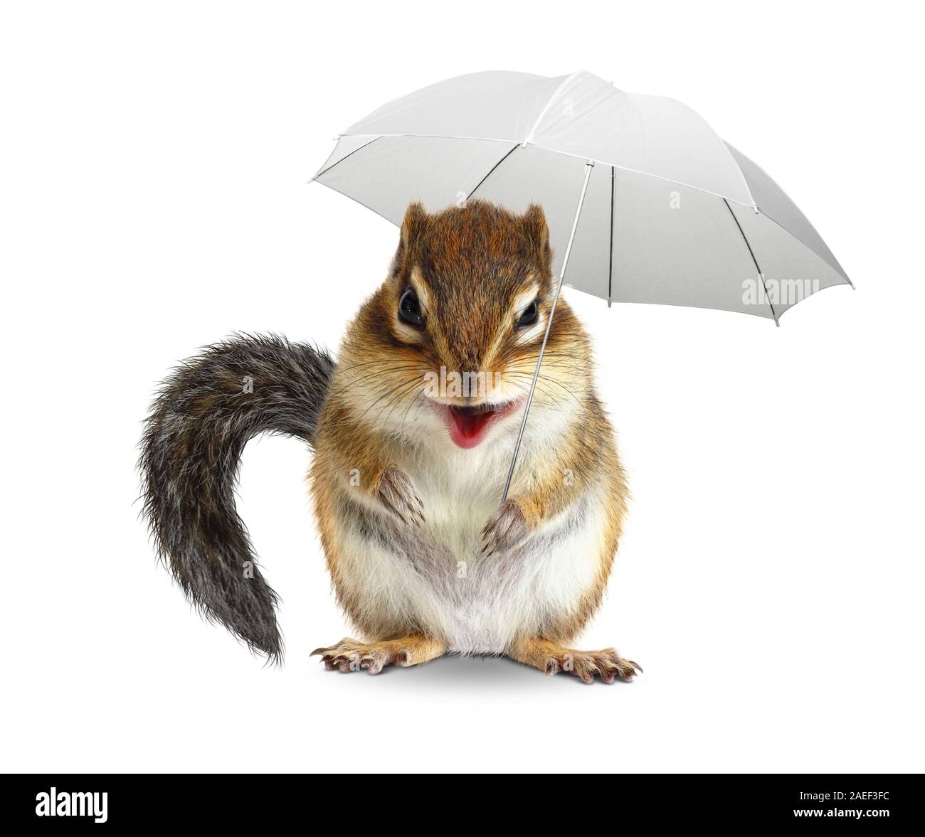 Funny animal chipmunk with umbrella Stock Photo