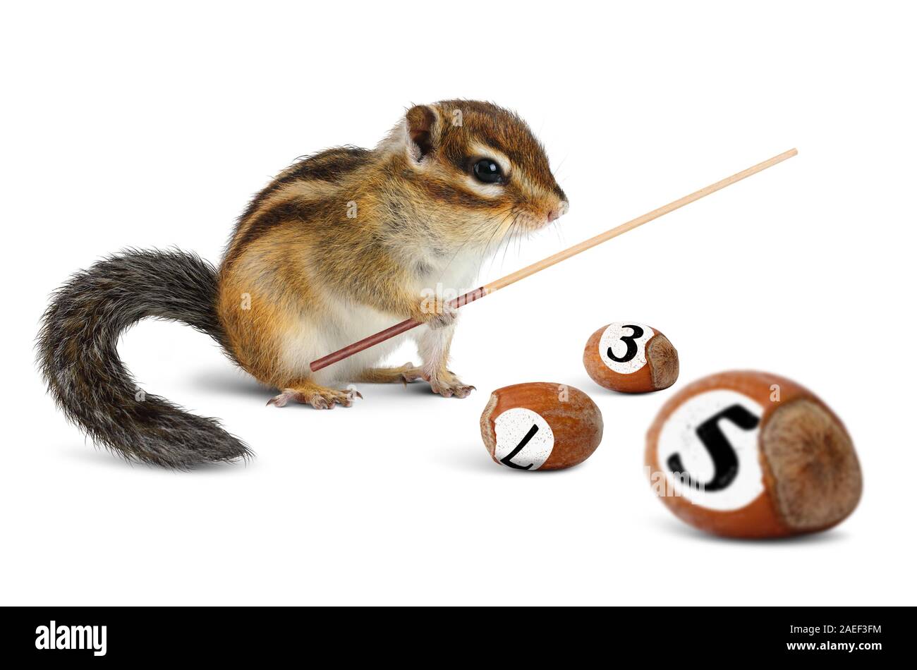humorous animal concept, chipmunk play billiard with nuts Stock Photo