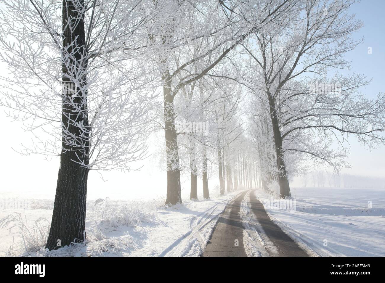 Country road among frosted trees on a sunny winter morning Stock Photo ...