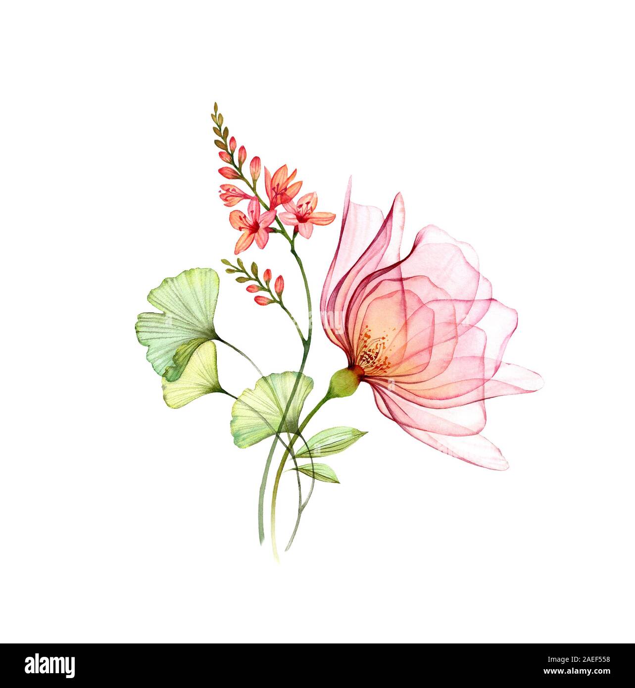 Transparent rose with freesia flowers and leaves. Watercolor floral composition isolated on white. Botanical hand painted illustration for wedding Stock Photo